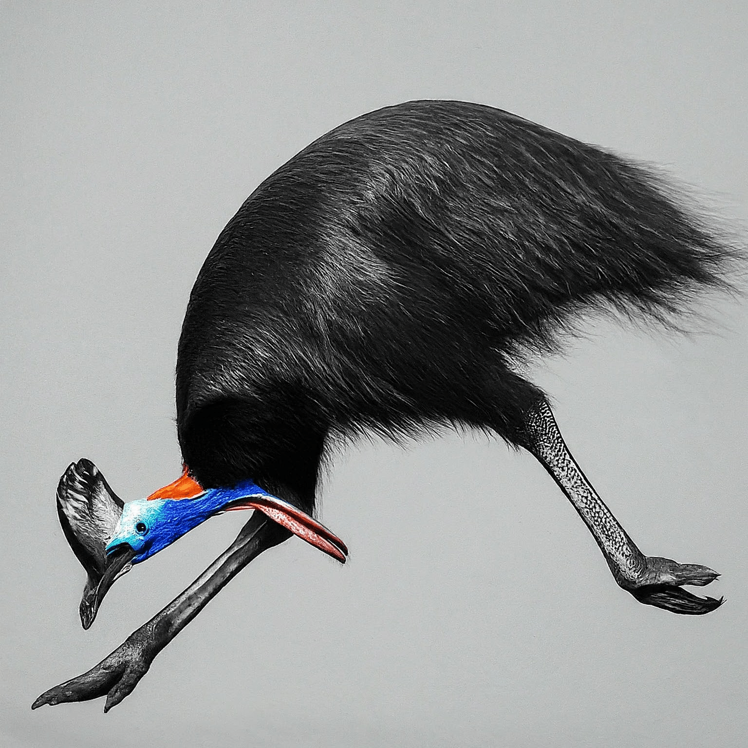 Picture of a cassowary