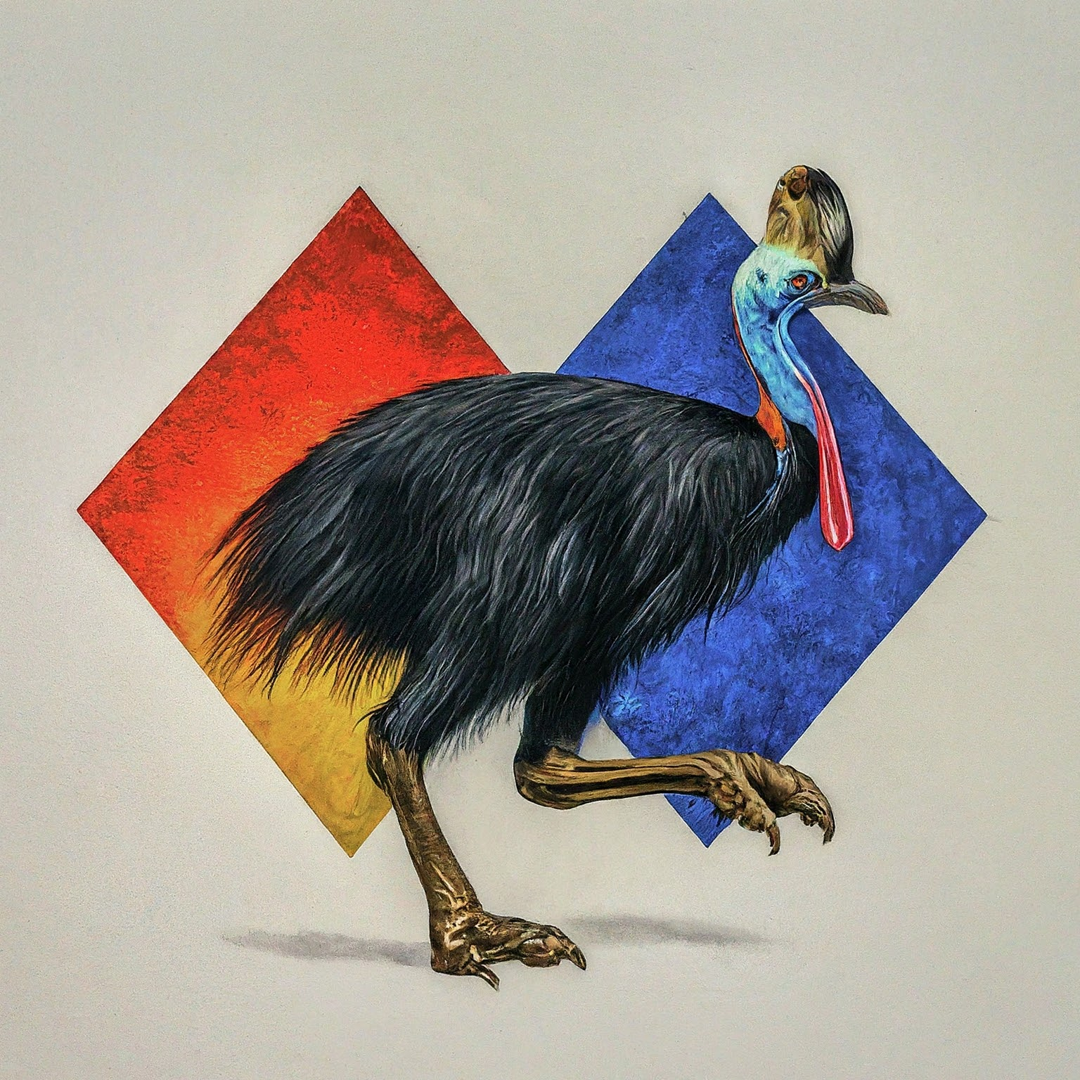 Picture of a cassowary